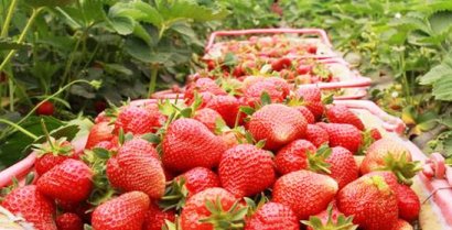 草莓炭疽病發病8種有效防治方法