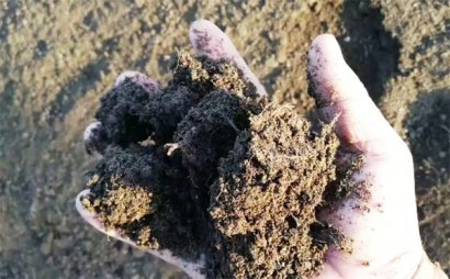 枯草芽孢桿菌有哪些功效？