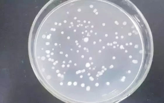 枯草芽孢桿菌的作用有哪些？