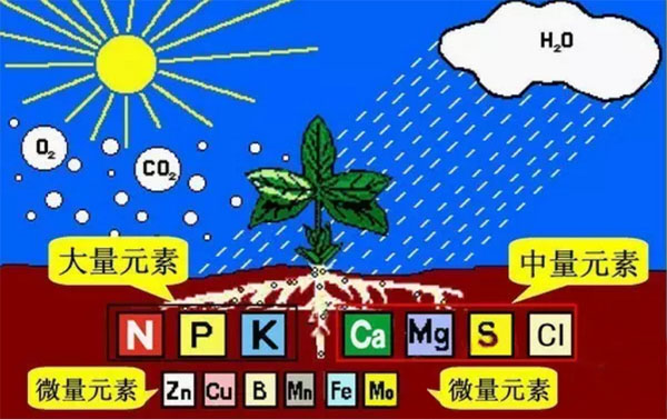 地衣芽孢桿菌