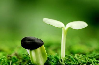 如何使用發(fā)酵劑發(fā)酵雞糞制成有機肥料
