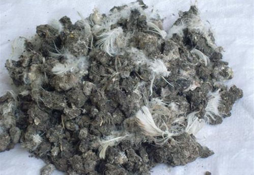 在不同規模的養雞環境中如何處理雞糞？
