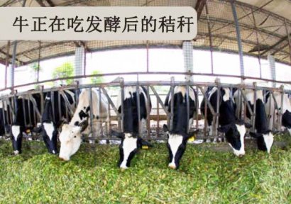 經(jīng)過發(fā)酵的秸稈做飼料動物更愛吃