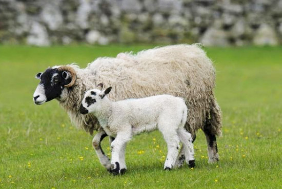 羊糞施用前為什么必須經過發酵處理？