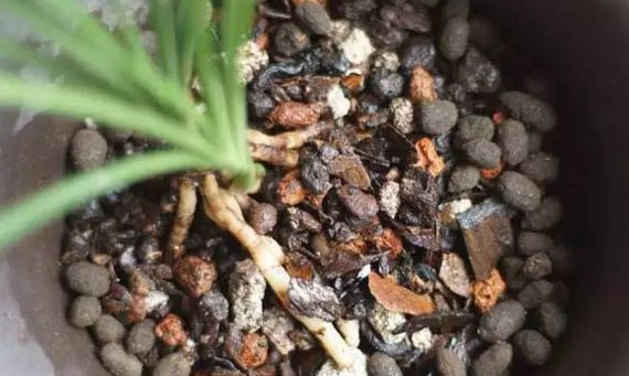 使用羊糞做底肥是否還需要專門(mén)發(fā)酵