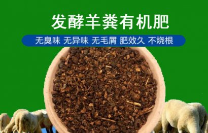 羊糞究竟怎么用才更安全？