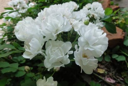 羊糞可以直接使用種花嗎？