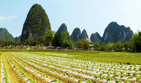 發(fā)酵后的羊糞如何給農(nóng)作物施肥效果好？