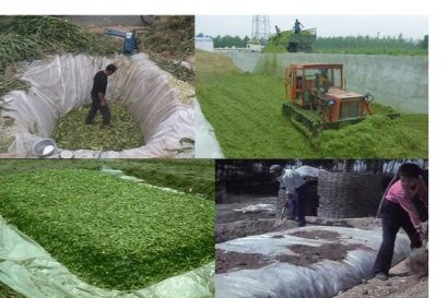 玉米秸稈作為沼氣池發酵原料注意事項？