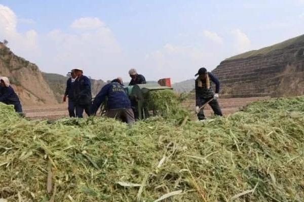 玉米秸稈青貯需要注意哪些問(wèn)題