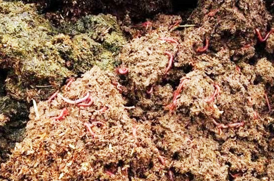 豬糞有機肥發酵過程如何不發臭？