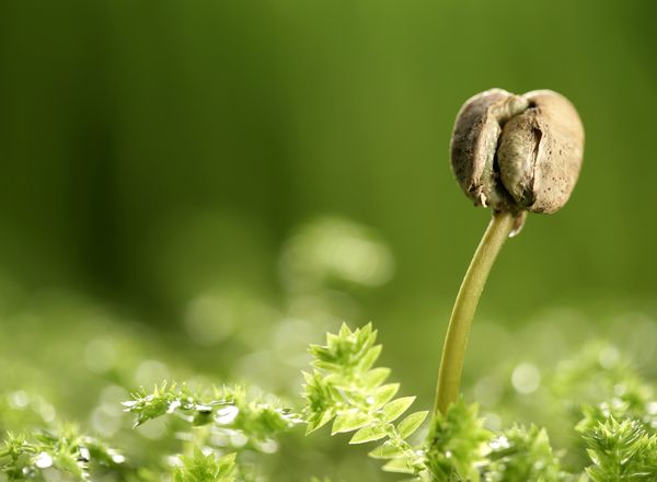 雞糞堆肥發酵生產有機肥的方法，需要經過哪些階段？